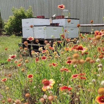 thumbnail for publication: Feed Your Bees: A Landscaping Guide for North Central Florida Backyard Beekeepers